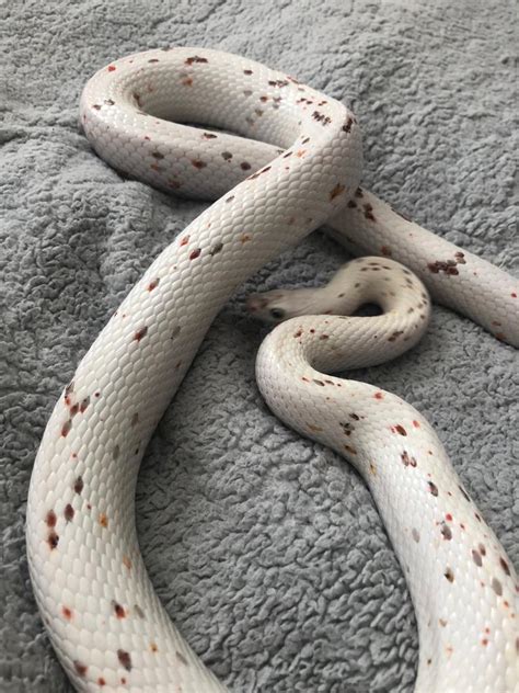 The Blue Corn Snake ( Pantherophis guttatus) is a species of non-venomous snake native to the southeastern United States. It is a popular pet due to its docile nature, attractive coloration, and ease of care. It is a subspecies of the Corn Snake and is also known as the Eastern Corn Snake. It is a medium-sized snake, reaching an average length ... 